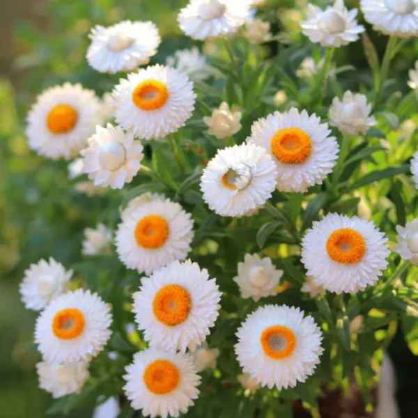 Straw Chrysanthemum