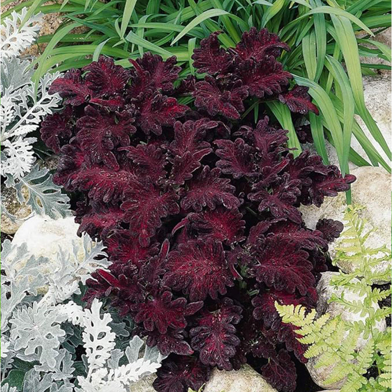 Annual Coleus Black Dragon Foliage Indoor Or Outdoor House Plant Flower Seed