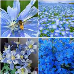 Exclusive Blue Wildflower Seed Mix