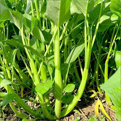 Kong Xin CAI Vegetable Seeds Water Spinach Kangkong Delicious Vegetable Seeds