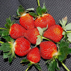 Giant Strawberry Fresca Everbearing Berries Indoor Non GMO Fruit Seeds