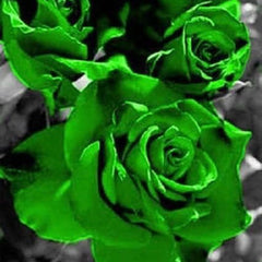 Green Rose Rosa Bush Shrub Perennial Flower Seeds