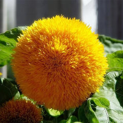 Teddy Bear Sunflower Seeds Exotic Garden Flower Sunflower Seeds for Planting Great for Hummingbirds and Butterflies