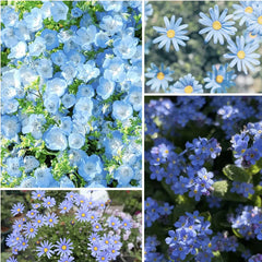 Exclusive Blue Wildflower Seed Mix