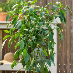 Pepper, Hot, Spice 'n Dice Hybrid