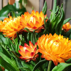 Straw Chrysanthemum